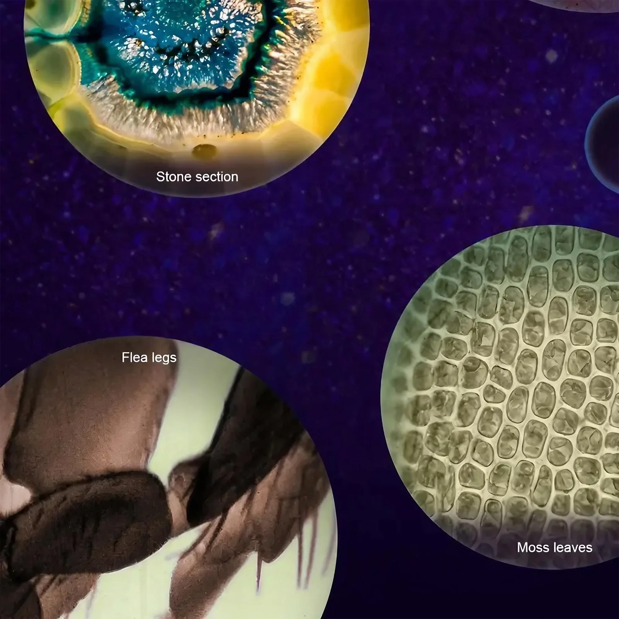 Microscopio Portátil de Mano p - Microscope Kids Science reseña y precio